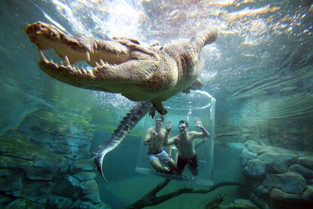 Men watching crocodile inside water from cage of death