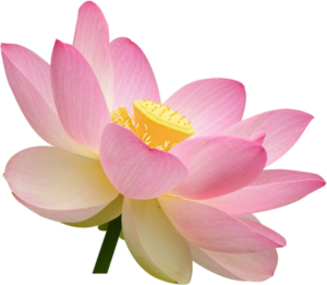 Sacred Lotus