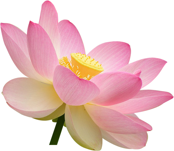 Sacred Lotus
