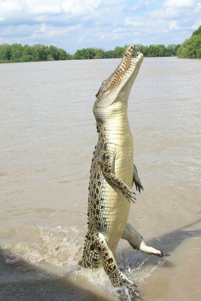 Flying Crocodile at Darwin Winnellie, NT
