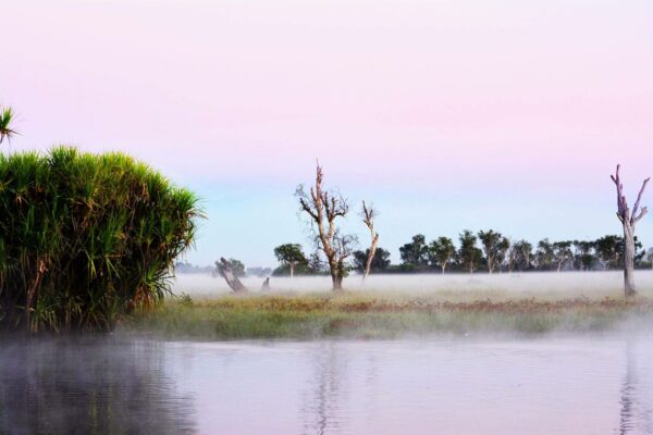 Yellow Water Fogg in Field Nearby a River in Kakadu National Park