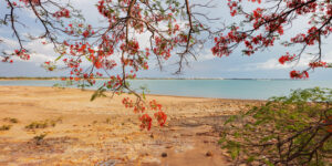 louise denton darwin city framed by poinciana northern territory view of sand and sea