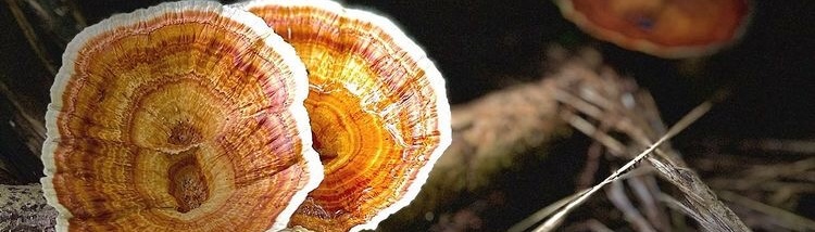 mushrooms on a leaf and sticks in litchfield national park northern territory