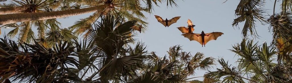 bats above elsey national park northern territory