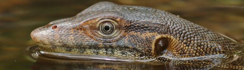 water monitor in litchfield national park northern territory