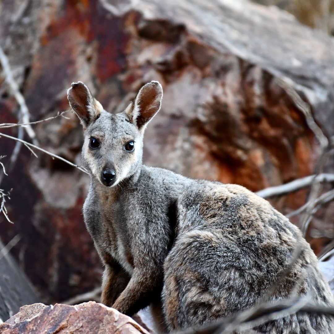 Norther BlackFlanked Rock Wallaby West Macs Christmas