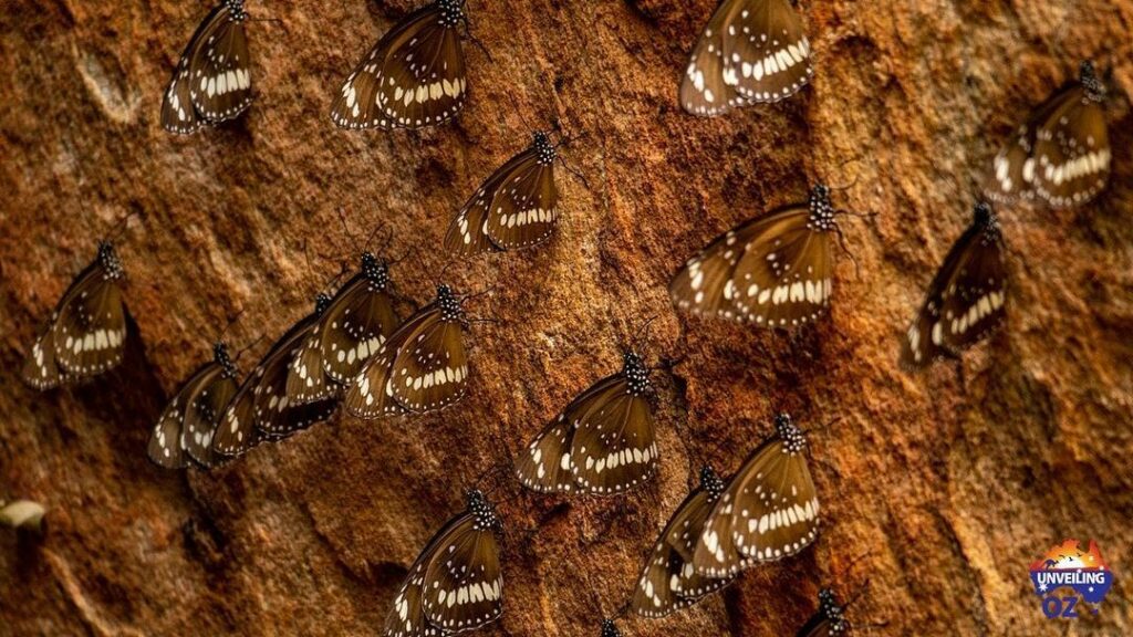 group of common crow butterfly in limmen national park resting on a rock northern territory