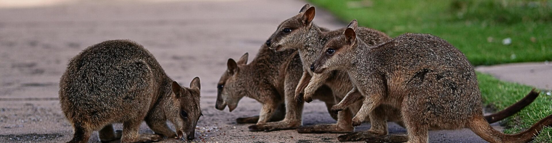 banner for website-10