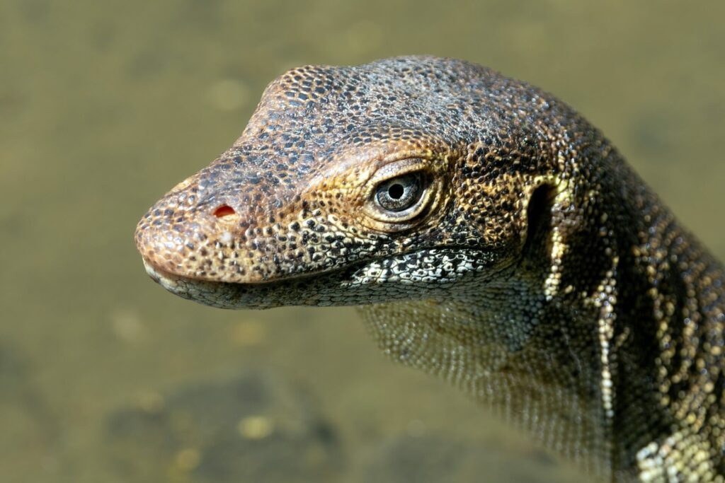 Water Monitor