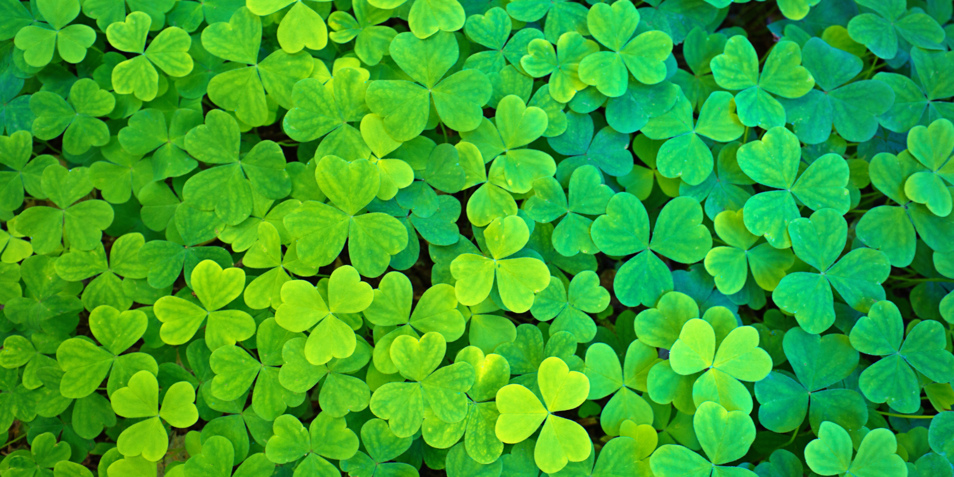 Celebrate St. Patrick’s Day in Darwin- Events & Guide