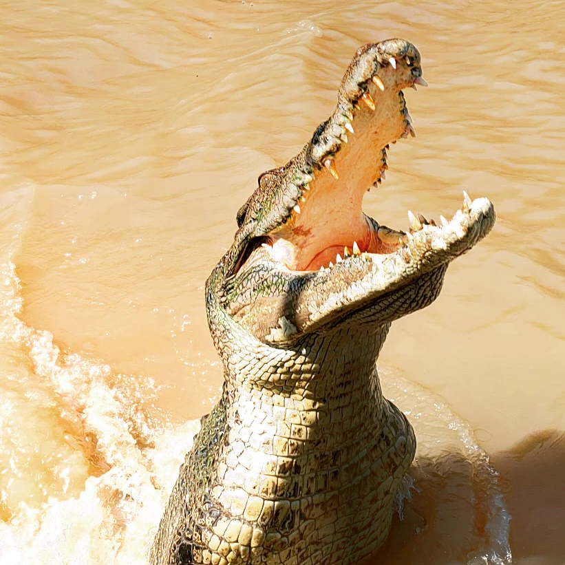 a green crocodile jumping out of muddy, beige waters during the Adelaide River Cruises Jumping Croc Tour