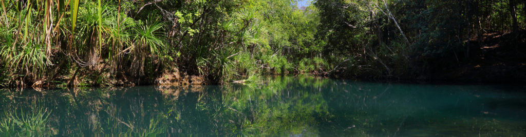 shot of bitter springs with water and lots of vegetation