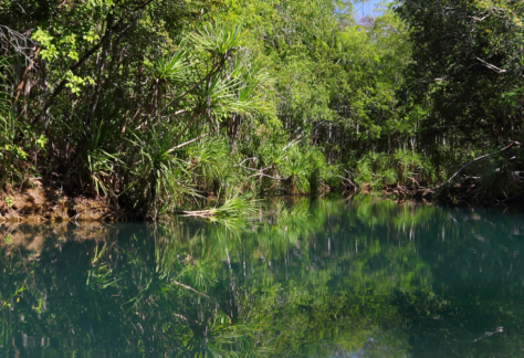 shot of bitter springs with water and lots of vegetation