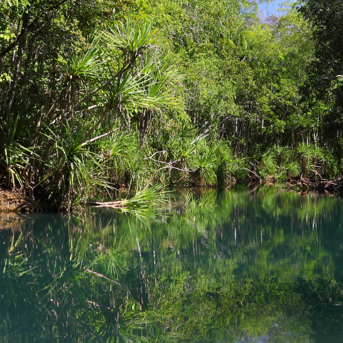 Bitter Springs shot of bitter springs with water and lots of vegetation
