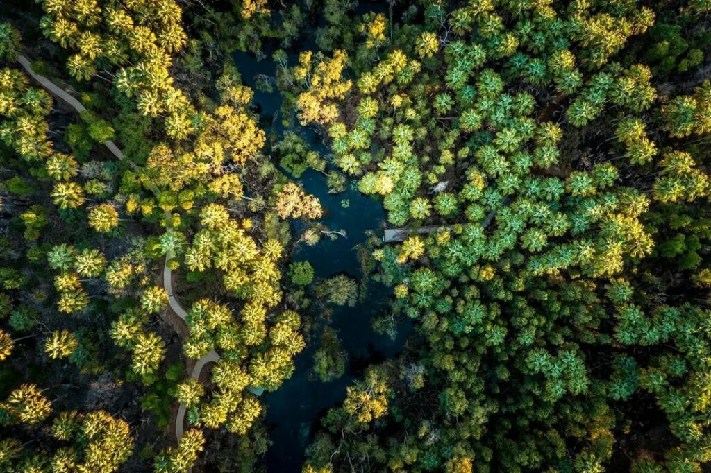 semi-covered blue river by a bright green canopy in Elsey National Park