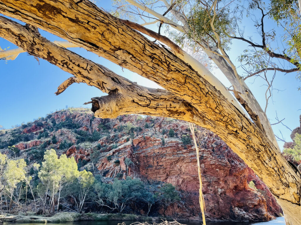 Picture of a tree over a gorge