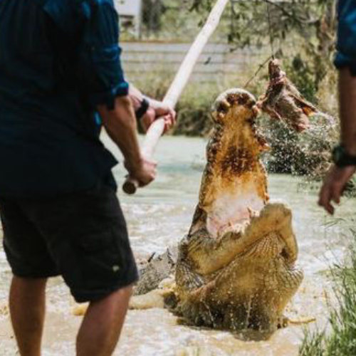 7 Thrilling Crocodile Tours in Darwin For 2025