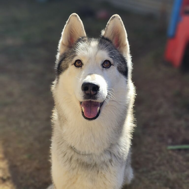 large white and gray dog looking at camera