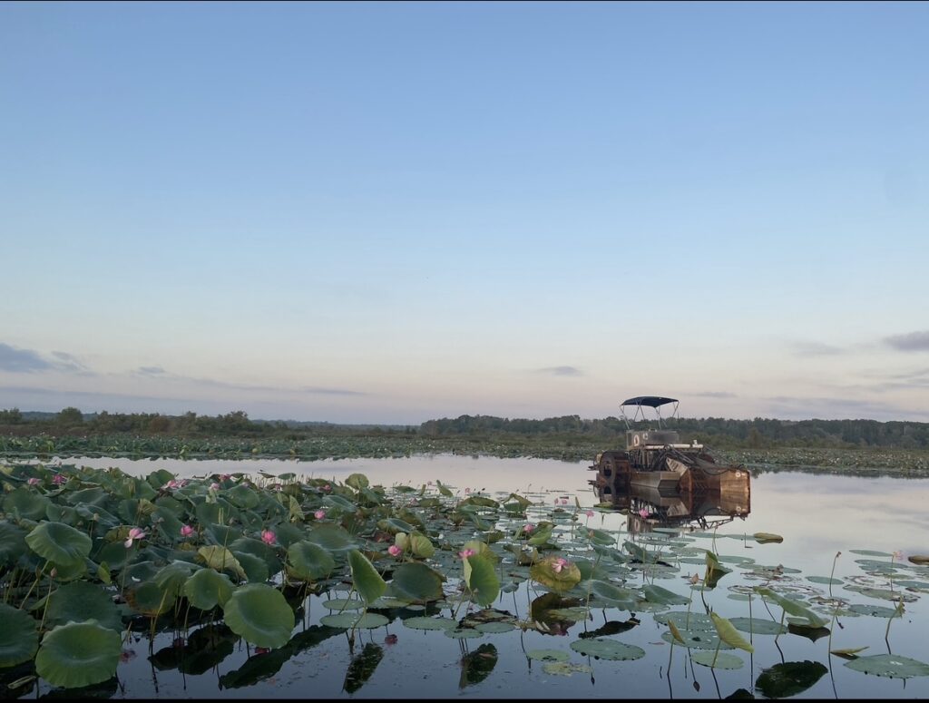 boat gliding across the water at Fogg Dam next to lily pads