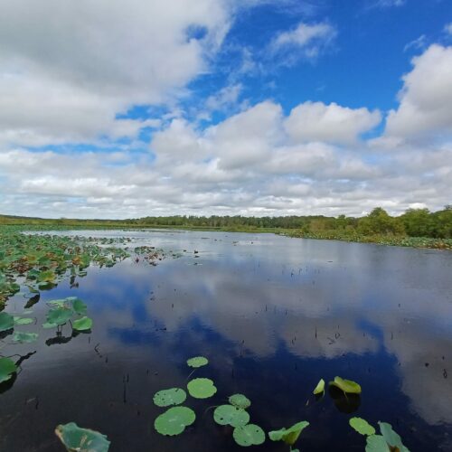 Visit Fogg Dam: A Nature Guide to Trails, Wildlife & Birds