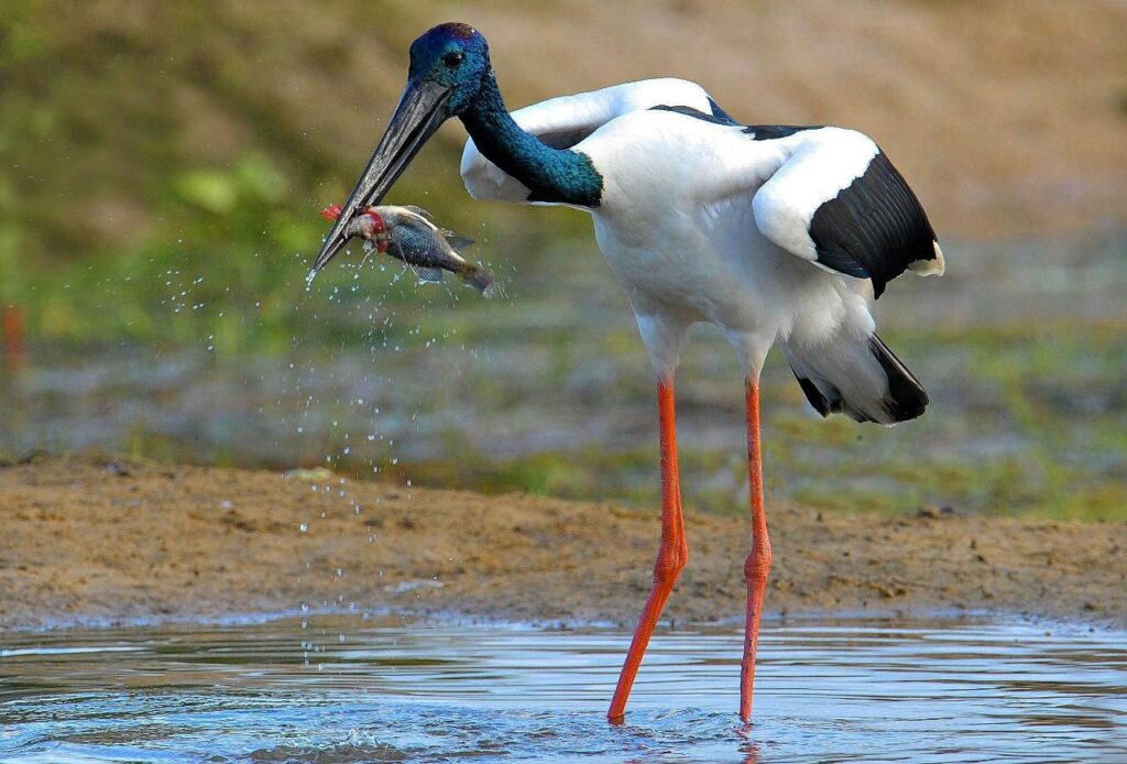 bird catching a fish in Kakadu National Park, Northern Territory