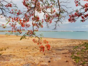 Darwin city framed by poinciana taken by one of the best photographers in Darwin