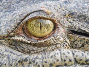 close up of a crocodile's eye