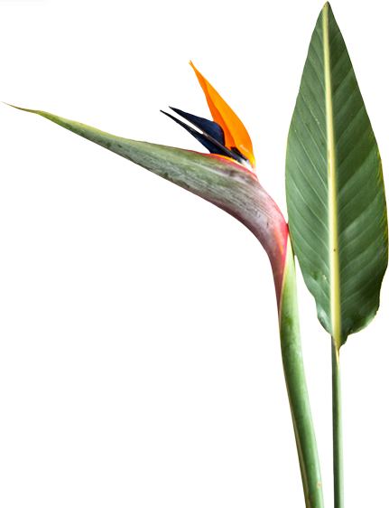 brid flower