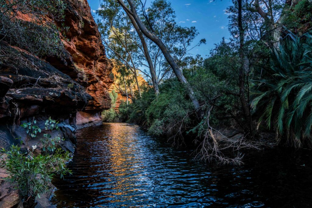 rive and plants at Watarrka National Park