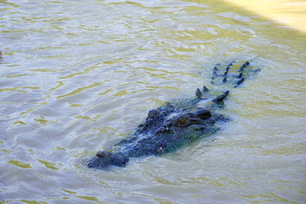 Crocodile in the water
