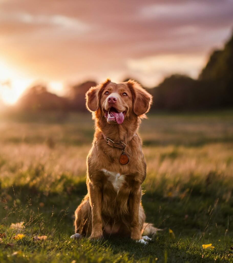 Dog outside in the sunset