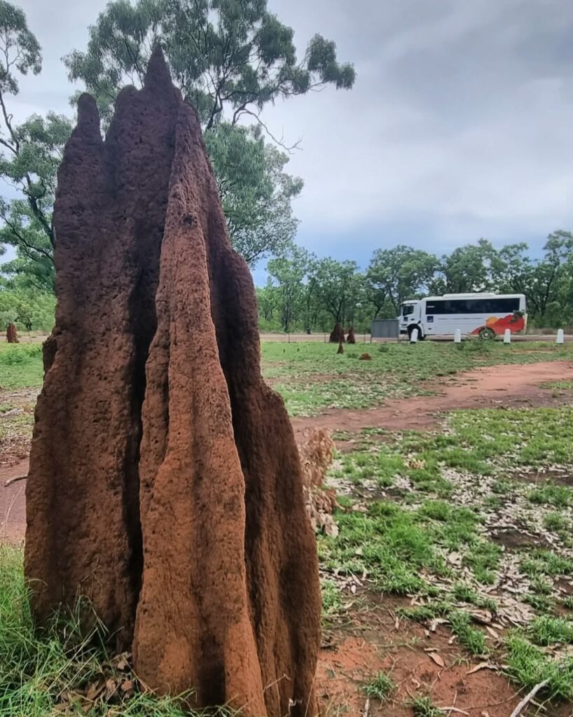 Magnetic Termite Mound