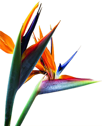 SMM Interest Form bird flower