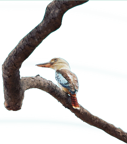 brid on tree transparent