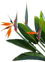 BirdsofParadise 1 final