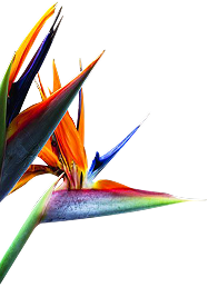 BirdsofParadise 2