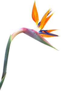 BirdsofParadise 3