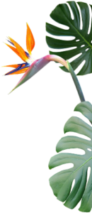 BirdsofParadise with leafs