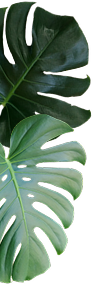 Plant Leaves