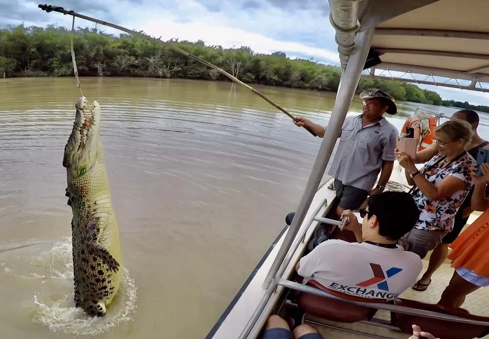 Pathfinder Jumping Crocodile Cruise- Things to do in Darwin with Toddlers