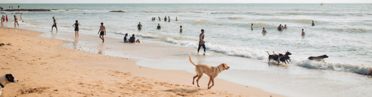 Pet-Friendly Hotels in Darwin: Where to Stay with Pets