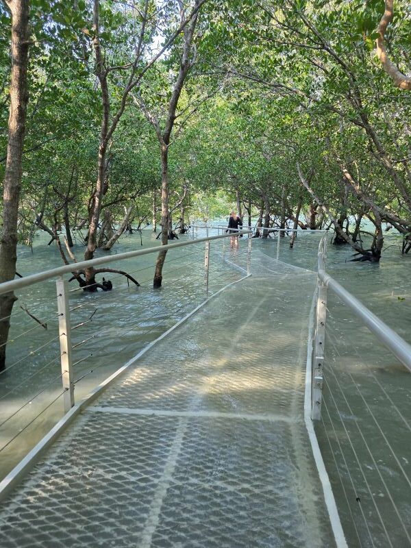 Mangrove Boardwalk East Point Reserve