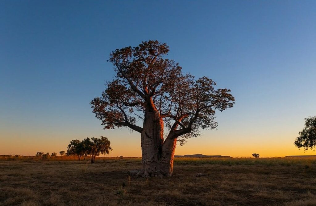 Boab tree silhouette against a vibrant sunset Keep River National Park @seanscottphotography