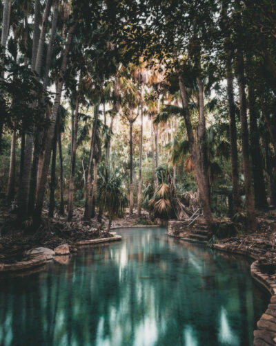Mataranka clear swimming water palms shade